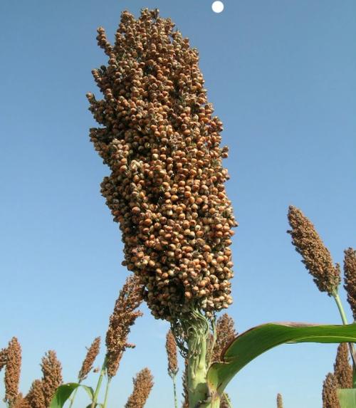 side crops) 五谷以外的粮食 杂粮通常是指水稻,小麦,玉米,大豆和薯类